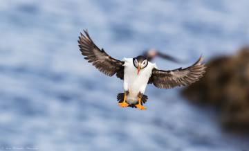 Картинка животные тупики тупик птица окрас перья