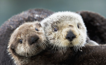 обоя животные, выдры,  каланы,  ондатры, взгляд, каланы, морские