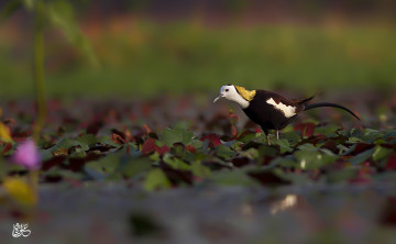 Картинка животные птицы птица окрас перья