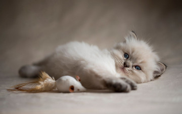 Картинка животные коты кошка окрас шерсть порода животное