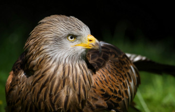 Картинка животные птицы+-+хищники голова