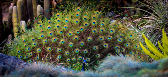 Обои картинки фото животные, павлины, окрас, яркость, павлин, перышки