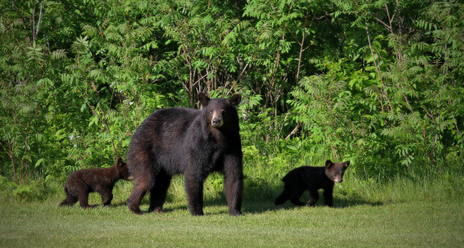 Обои картинки фото животные, медведи, мишка, шерсть, лапы, большой