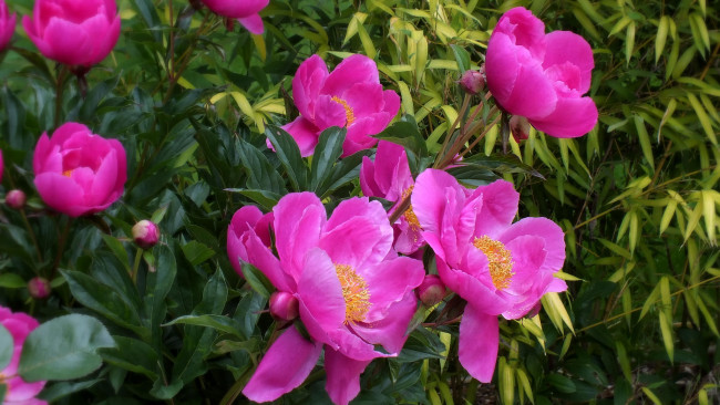 Обои картинки фото цветы, пионы, куст, листья, лепестки, цветение