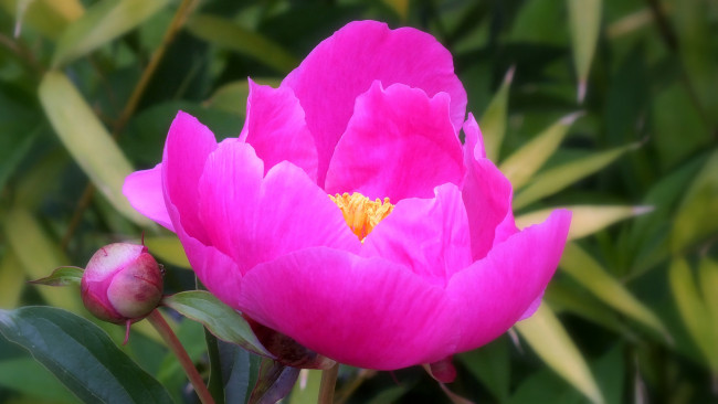 Обои картинки фото цветы, пионы, пион, бутон, лепестки, листья, цветение