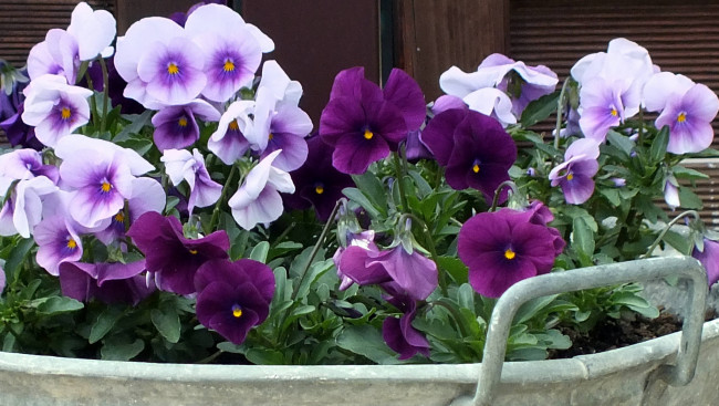 Обои картинки фото цветы, анютины глазки , садовые фиалки, анюткины, глазки, цветение, цвет