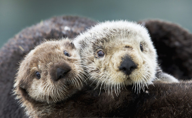 Обои картинки фото животные, выдры,  каланы,  ондатры, взгляд, каланы, морские