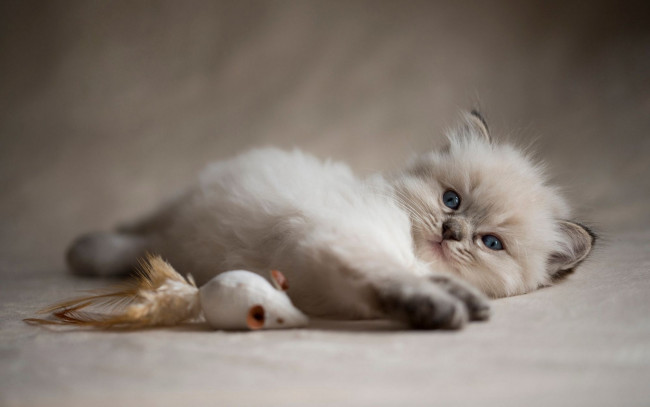 Обои картинки фото животные, коты, кошка, окрас, шерсть, порода, животное