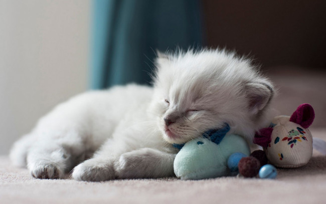 Обои картинки фото животные, коты, кошка, окрас, шерсть, порода, животное