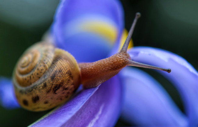 Обои картинки фото животные, улитки, улитка, панцирь, усики, цветы