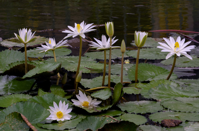 Обои картинки фото цветы, лотосы, лотос, цветение, лепестки