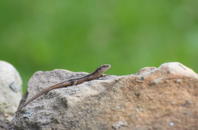 Обои картинки фото животные, Ящерицы,  игуаны,  вараны, окрас, ящерица, камень