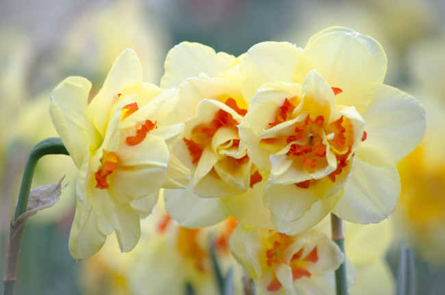 Обои картинки фото цветы, нарциссы, нарцисс, цветок, цветение