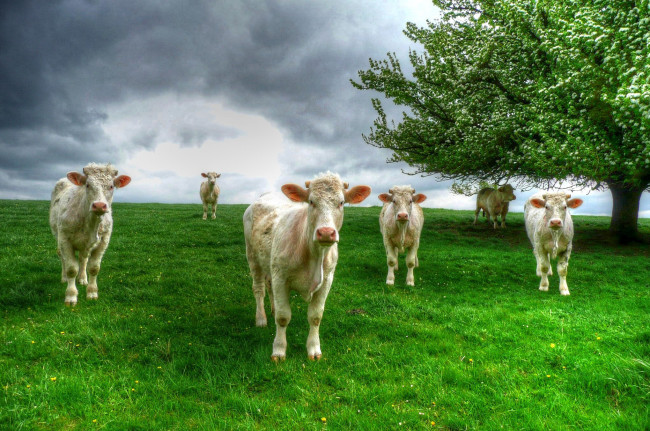 Обои картинки фото животные, коровы,  буйволы, дерево, трава