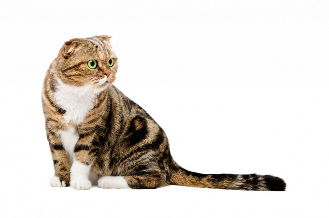 Обои картинки фото животные, коты, белый, фон