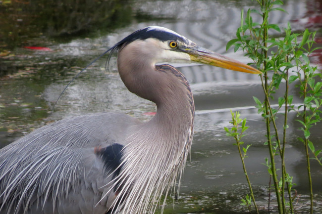 Обои картинки фото животные, цапли,  выпи, цапля