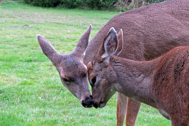 Обои картинки фото животные, олени