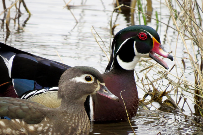 Обои картинки фото животные, утки
