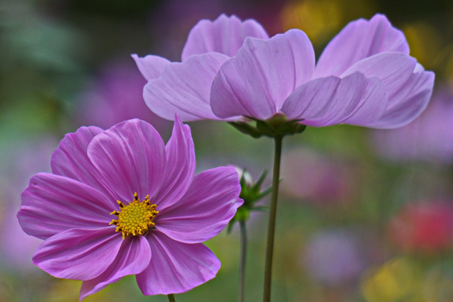 Обои картинки фото цветы, космея, лепестки, цветение