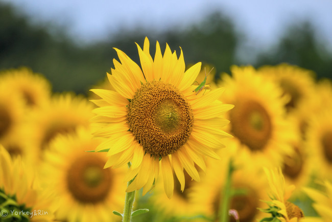 Обои картинки фото цветы, подсолнухи, подсолнух, цветок, лепестки, листья, лето, цветение