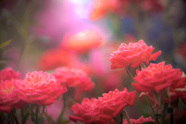 Обои картинки фото цветы, розы, роза, бутон, лепестки, листья, цветение, rose, bud, petals, leaves, blossoms