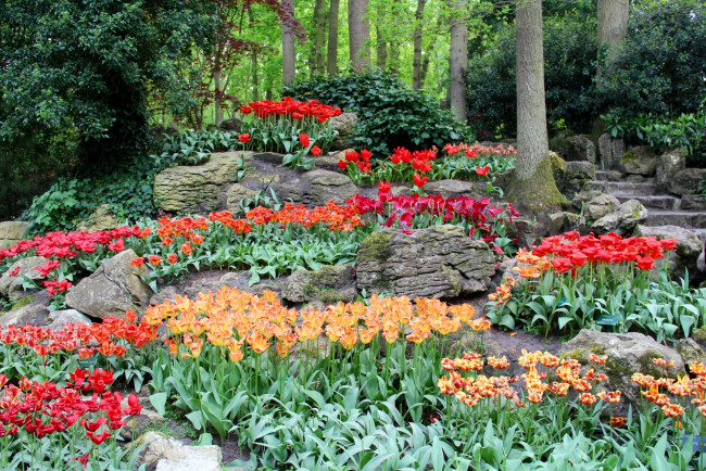 Обои картинки фото цветы, тюльпаны, цветок