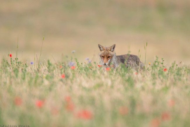 Обои картинки фото животные, лисы, лиса, окрас, шкура, опасна, животное