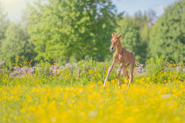 Обои картинки фото животные, лошади, лошадь, окрас, грива, хвост