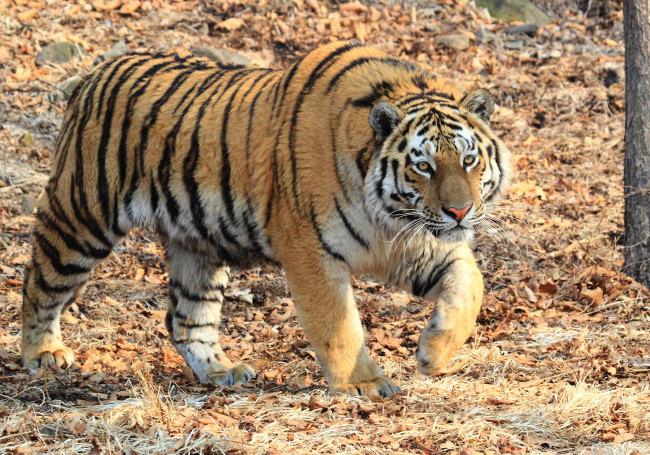 Обои картинки фото тигр, животные, тигры, амурский