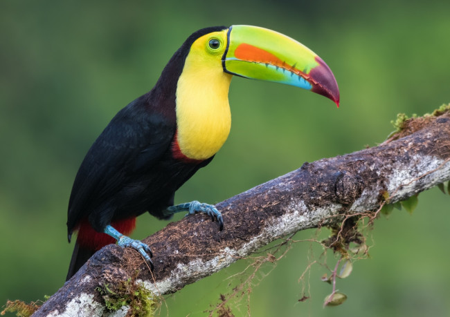 Обои картинки фото животные, птицы, клюв, желтый