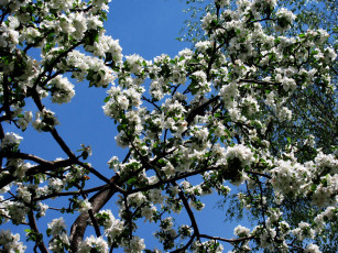 Картинка цветы цветущие+деревья+ +кустарники цветение весна