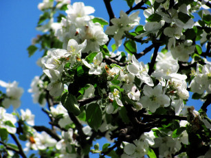 Картинка цветы цветущие+деревья+ +кустарники цветение весна