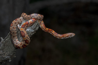 Картинка животные змеи +питоны +кобры змейка