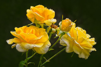 Картинка цветы розы лепестки бутон