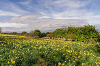 Картинка природа луга простор