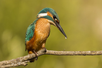 Картинка животные зимородки птичка