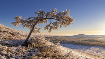 Картинка природа деревья простор