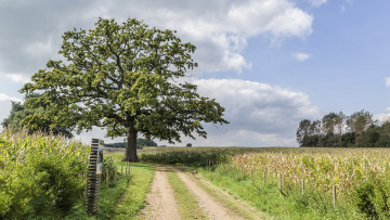 Картинка природа дороги простор