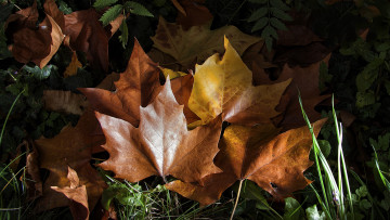 Картинка природа листья простор