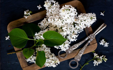 Картинка цветы сирень белый