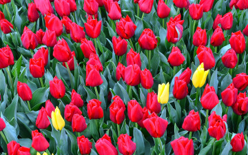 Картинка цветы тюльпаны бутоны