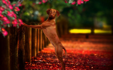 Картинка животные собаки фон друг собака забор