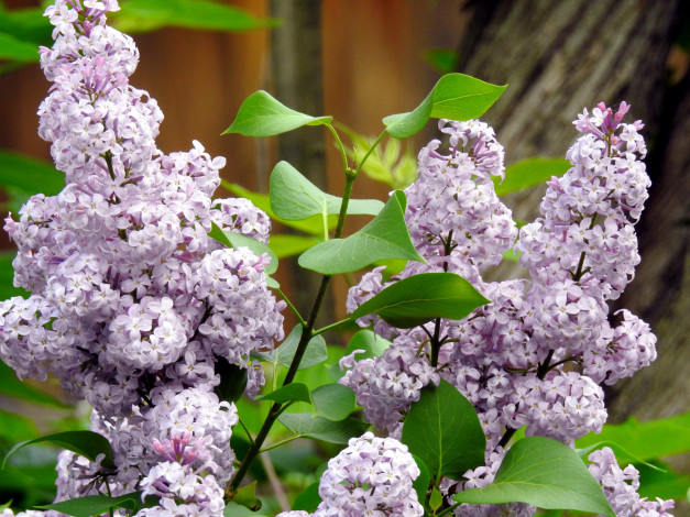 Обои картинки фото цветы, сирень, весна, цветение