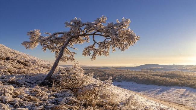 Обои картинки фото природа, деревья, простор