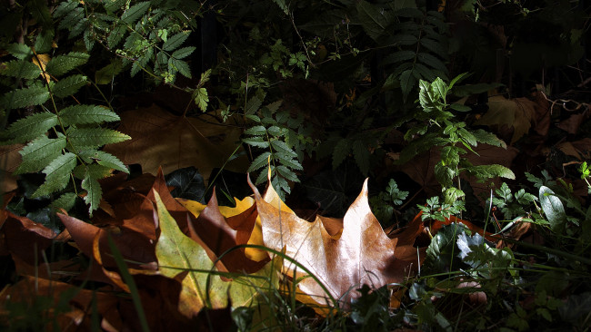 Обои картинки фото природа, листья, простор