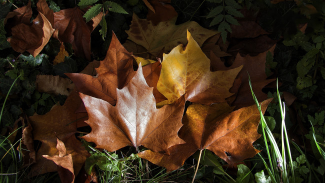 Обои картинки фото природа, листья, простор