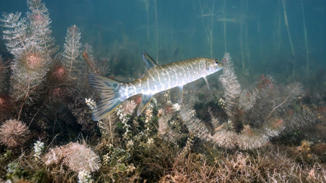 Обои картинки фото животные, рыбы, щука, река