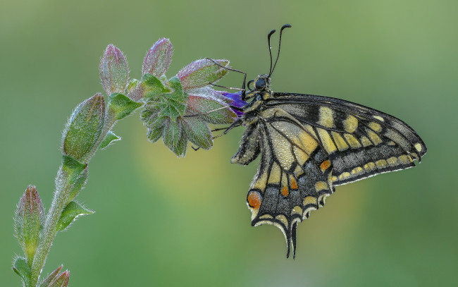 Обои картинки фото животные, бабочки,  мотыльки,  моли, бабочка