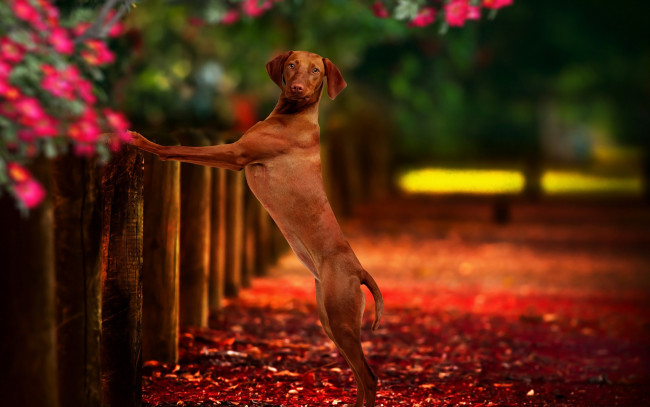 Обои картинки фото животные, собаки, фон, друг, собака, забор