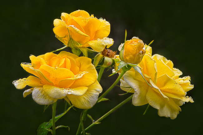 Обои картинки фото цветы, розы, лепестки, бутон